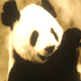 pinkpanda